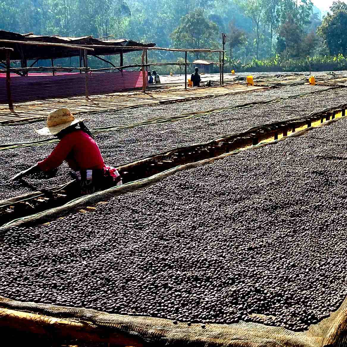 Tahir Aba Mecha Natural - Ethiopia